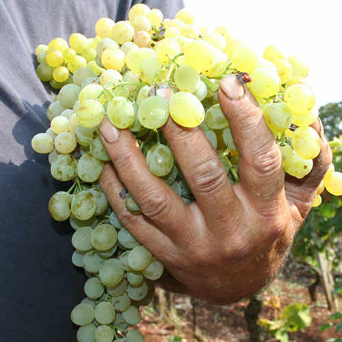 Itria Valley: The Heart of Puglia